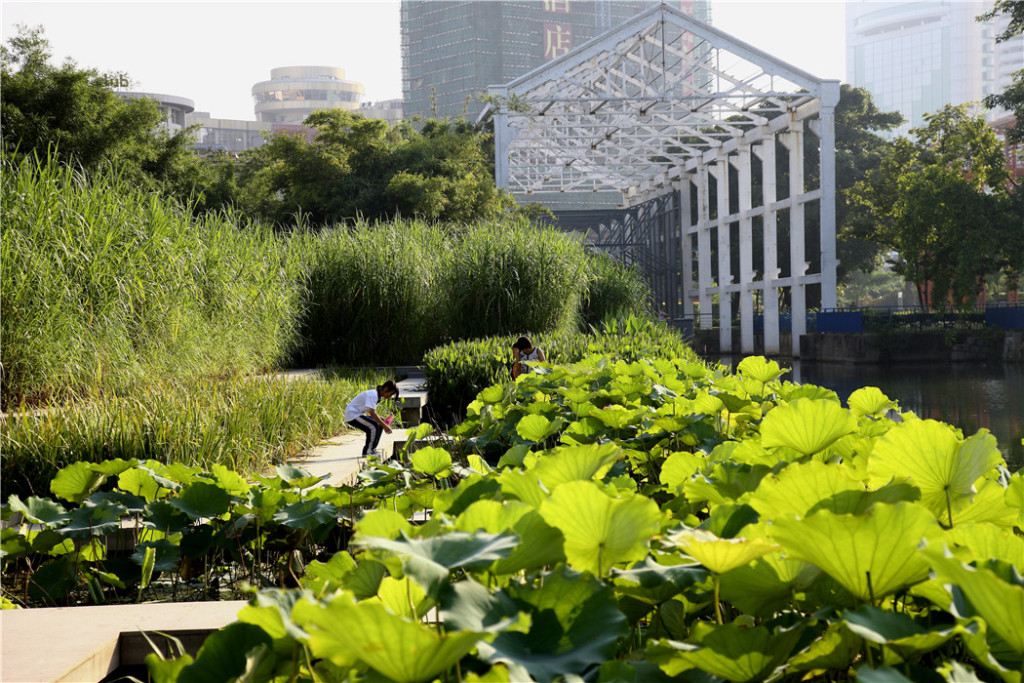 足下的文化与野草之美——广东中山岐江公园