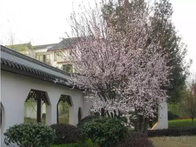 干货:景观植物配置细节,我只服万科!