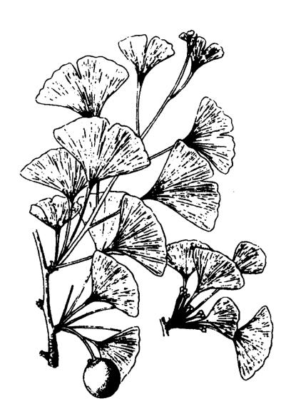 银杏植物图例图片